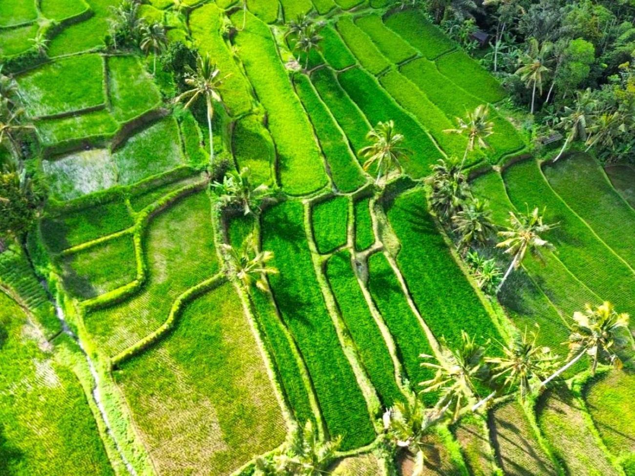 Pondok Is Oke Villa Scenic View Banyuwangi  Eksteriør billede
