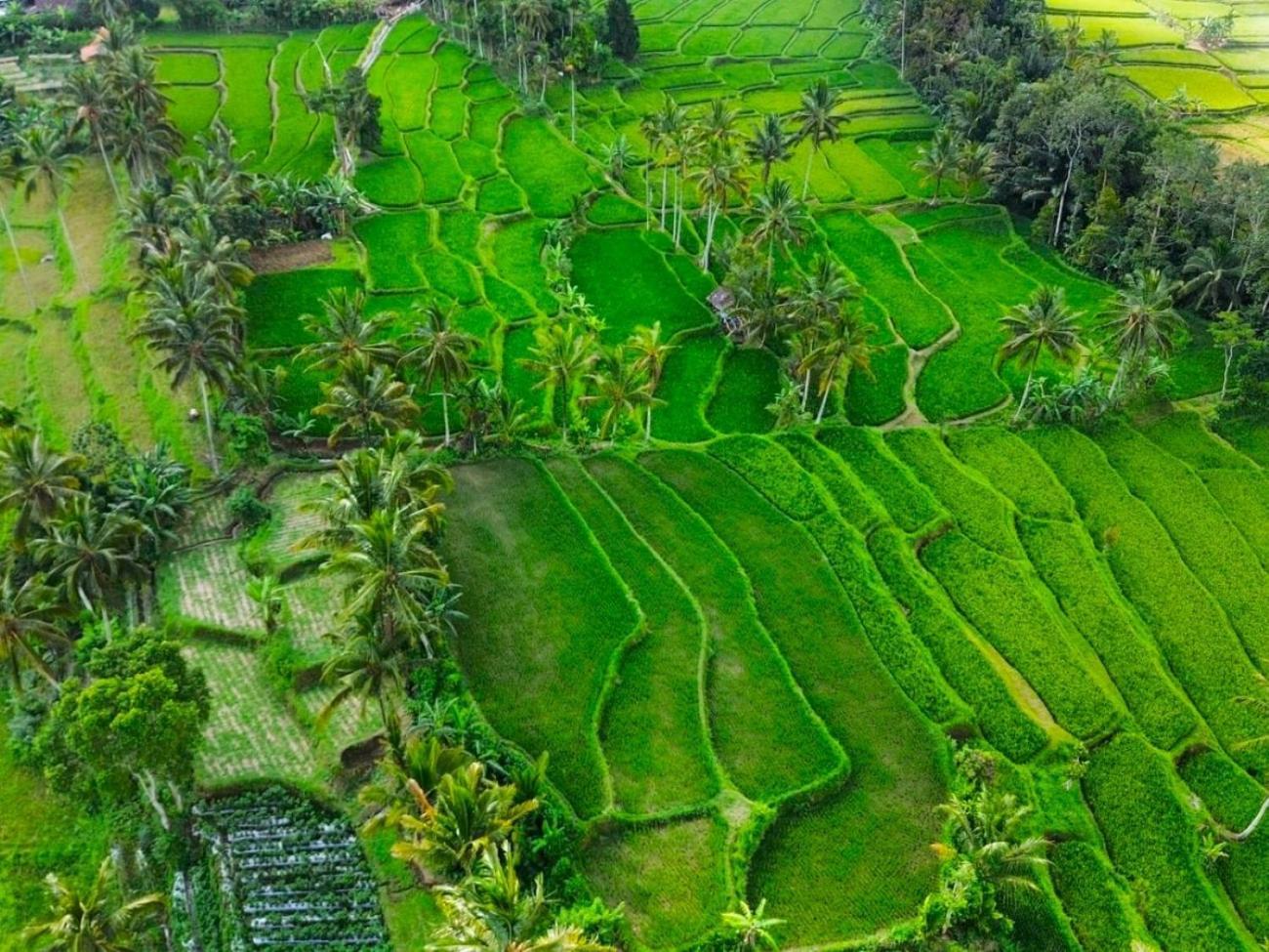 Pondok Is Oke Villa Scenic View Banyuwangi  Eksteriør billede