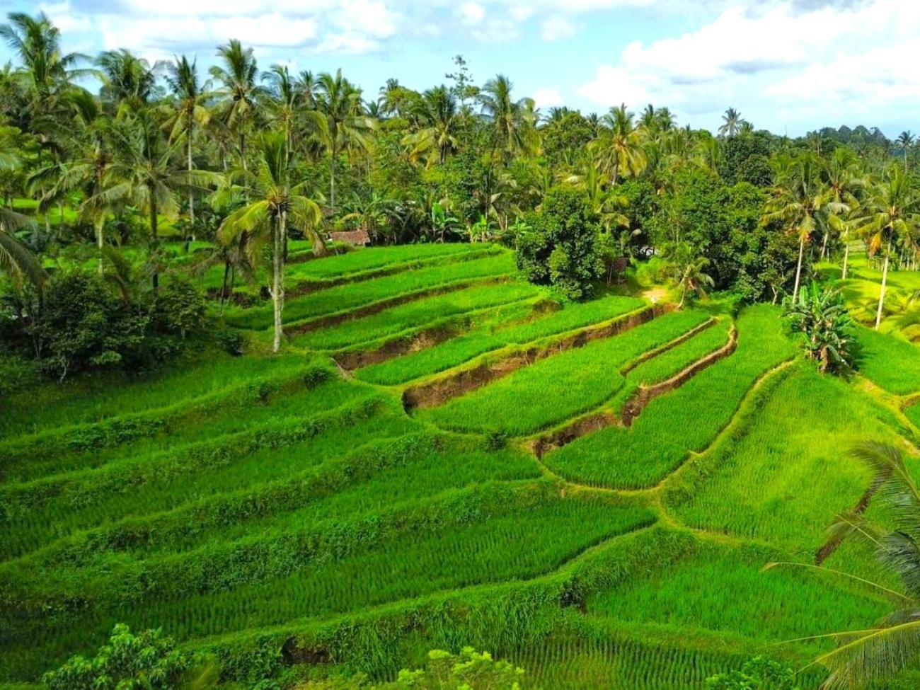 Pondok Is Oke Villa Scenic View Banyuwangi  Eksteriør billede